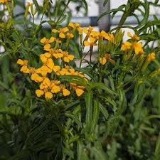Image result for tagetes)