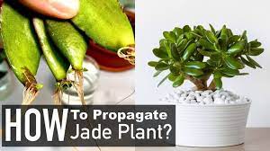 Pin By Sue Mantha On Gardening Pruning Jade Plants Propagating Plants Crassula Ovata