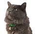 The Ultimate Nebelung Kittens For Sale Trick | irkincat