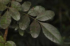 Image result for Triraphis schinzii