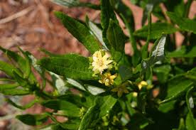 Image result for Fadogiella