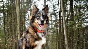 This cross means that australian shepherd mix puppies can have the traits of an australian shepherd, the other dog breed in the cross, or any combination of both of the parent breeds. Australian Shepherd Siberian Husky Mix Aussie Siberian Breed Info