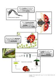 On Improvise Sur Les Coccinelles Coccinelle Sciences Ce2 Ecole A La Maison