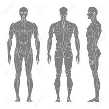 An extremely strong tendon attached to the heel. Body Silhouette Of A Man With Muscles In Front Side And Back The Muscular Body Of A Person Vector Linear Illustration Royalty Free Cliparts Vectors And Stock Illustration Image 142703616