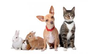 Like dogs, cats frequently display allergic symptoms through their skin. Can Indoor Cats Get Seasonal Allergies Fsnq Dobrostroy31 Ru
