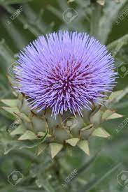 Artichoke Thistle Flower Latin Name Cynara Cardunculus Stock Photo Picture And Royalty Free Image Image 116571941