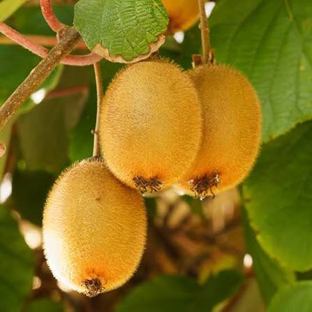 Kiwi Hayward