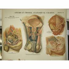37 Unfolded Nystrom Anatomical Chart