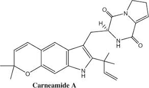 Image result for Eriocoelum microspermum
