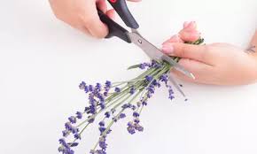 Lavanta kokusunun doğal sakinleştirici etkisi gün boyu size ilham verecek. Lavanta Yagi Nasil Elde Edilir Resimlerle Wikihow