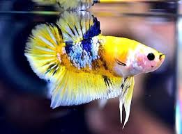 Fishtanks Koi Betta Betta Fish Types Betta Fish