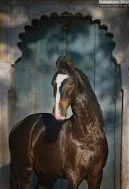 Marwari Ekaterina Druz Horse Photography Marwari Horses Horse Photography Kathiyawadi Horse