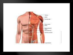 Learn about each of these muscles, their locations, functional this page provides an overview of the chest muscle group. Male Chest Muscles Labeled Educational Medical Chart Matted Framed Wall Art Print 26x20 Inch Poster Foundry