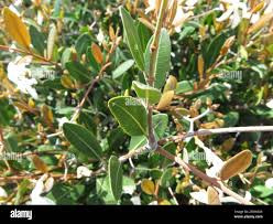 Image result for Ancylobothrys