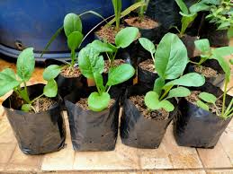 Pekarangan rumah di desa kagok banyak dimanfaatkan sebagai lahan untuk berkebun, berladang, dan berternak. Fkm Ui Sosialisasikan Optimalisasi Pekarangan Rumah Sebagai Kebun Gizi Di Cisalak Depok Universitas Indonesia