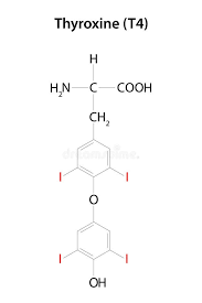 Image result for Thyroxine