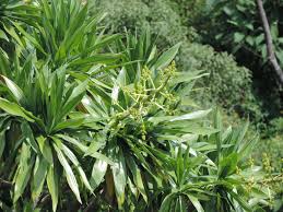 Image result for Dracaena steudneri
