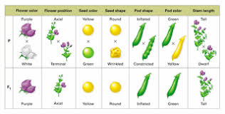 Welcome To The Biology Blog Gregor Mendel And Genetics