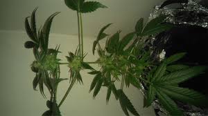 Maybe you would like to learn more about one of these? Lowryder Aka Low Ryder Lowrider Low Rider Marijuana Strain Information Leafly
