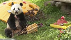 メール：kuma.panda hotmail.co.jp dlsiteにて発売中のゲーム.h2liveです。 dlsiteにて発売中のゲーム「sexaroid 月読マイ」です。 Giant Panda Qiqi In Shanghai Celebrates Third Birthday Cgtn
