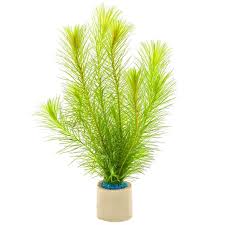 Image result for Mayaca