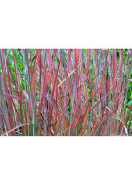 Image result for Schizachyrium platyphyllum
