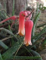 Image result for Aloe wollastonii