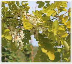 Image result for Robinia