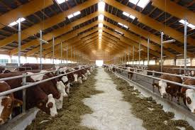 Plan the action you must take to attain the goals. Cattle Farm Business Plan Upmetrics