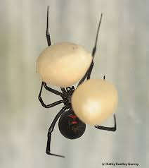 Great news!!!you're in the right place for black crab. Why Spiders Are Not Insects Bug Squad Anr Blogs