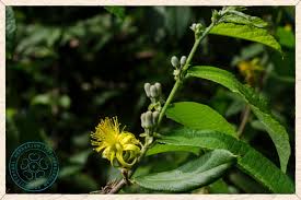 Image result for Grewia flavescens