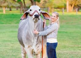The brahman breed originated from bos indicus cattle originally brought from india. Wwom Rachel Cutrer Western Women