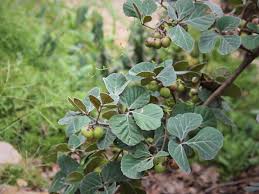 Image result for Rhoicissus tridentata