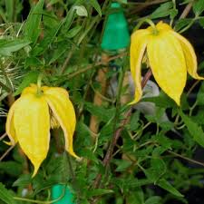 Check spelling or type a new query. Clematis Bill Mackenzie Taylors Clematis