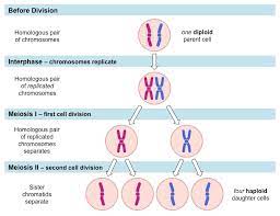 Check spelling or type a new query. Meiotic Division Bioninja