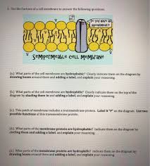 It is now believed that the movement is not random but goal directed. 2 Use The Cartoon Of A Cell Membrane To Answer The Chegg Com