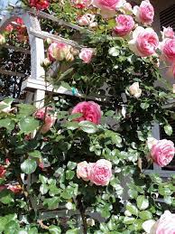 Austin roses include climbers, ramblers, old roses, shrub roses, species roses and. Knitionary Mother S Day David Austin Roses Eden Rose David Austin