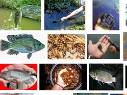 Ini Dia Umpan Ikan Mujair Dan Cara Mancing Yang Tepat