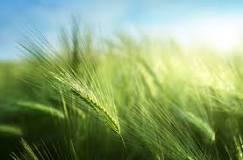 Image result for Where To Buy Barley Seeds In South Africa