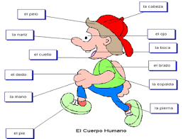 Pin On Cuerpo Humano