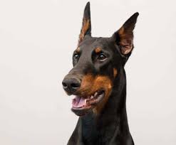 Ear cropping is banned in many countries but legal in the u.s. Ear Cropping Is Cosmetic And Is Not Done To Improve A Dog S Hearing