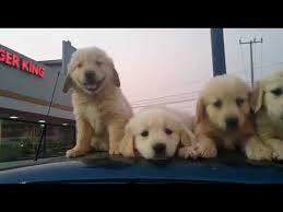 Healthy strong puppies near me searchers. Craigslist Golden Retriever Puppies For Sale Near Me 07 2021