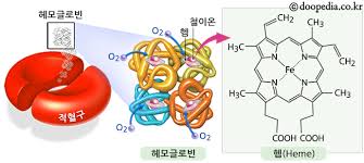 약사가 알려주는] 철분의 역할 및 기능, 철분 부족시 증상(빈혈 증상), 일일 권장섭취량, 철분이 많은 음식 : 네이버 블로그