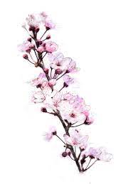 This is most likely due to the lack of colors on a game boy. Cherry Blossom Sketch Album On Imgur