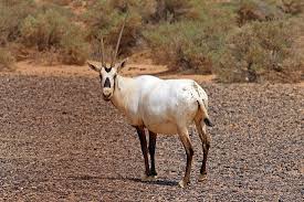 Arabian oryx are often found in medium to large nomadic herds that wander the peninsula in search of food. Arabian Oryx Oryx Leucoryx Picture Of In2jordan Amman Tripadvisor