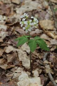 Image result for Cardamine obliqua