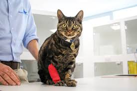 Spotlight On Feline Gastrointestinal Lymphoma Fitzpatrick Referrals