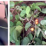 Image result for Tinospora fragosa