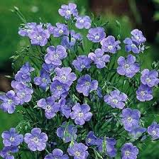 Image result for Linum