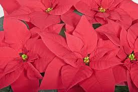 Pin On Poinsettia S